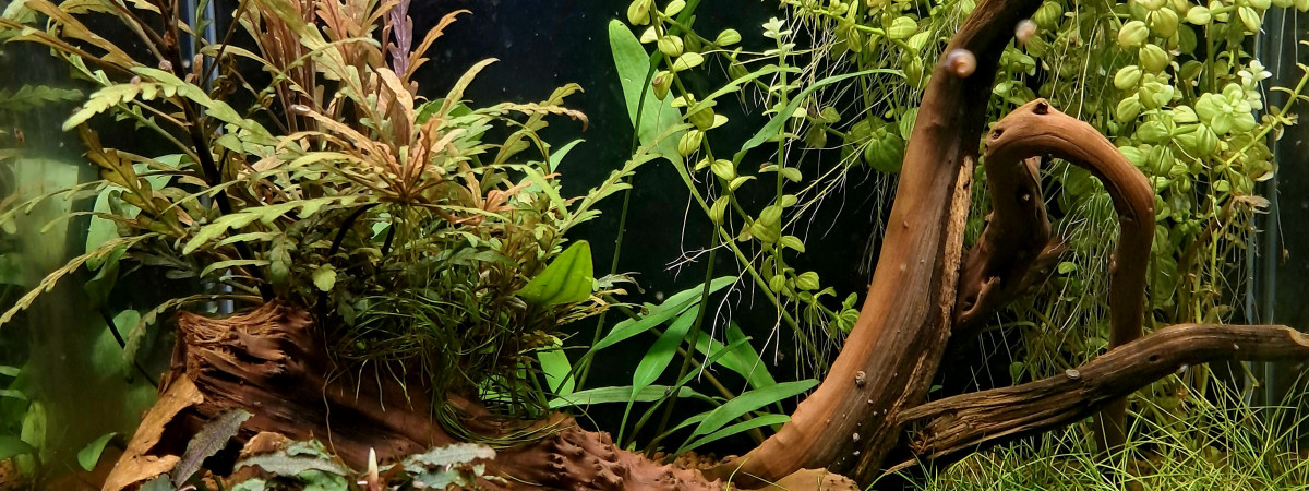 aquarium Bac à crevettes 45 l