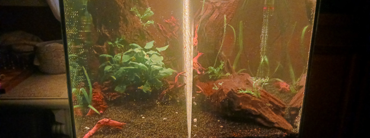 aquarium Betta geant