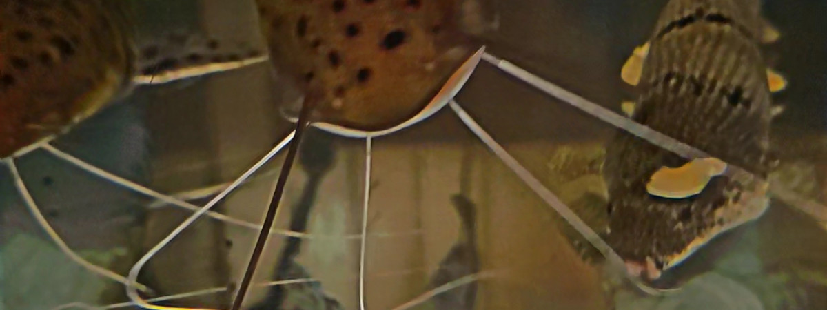 aquarium Aquarium  prédateurs 300l