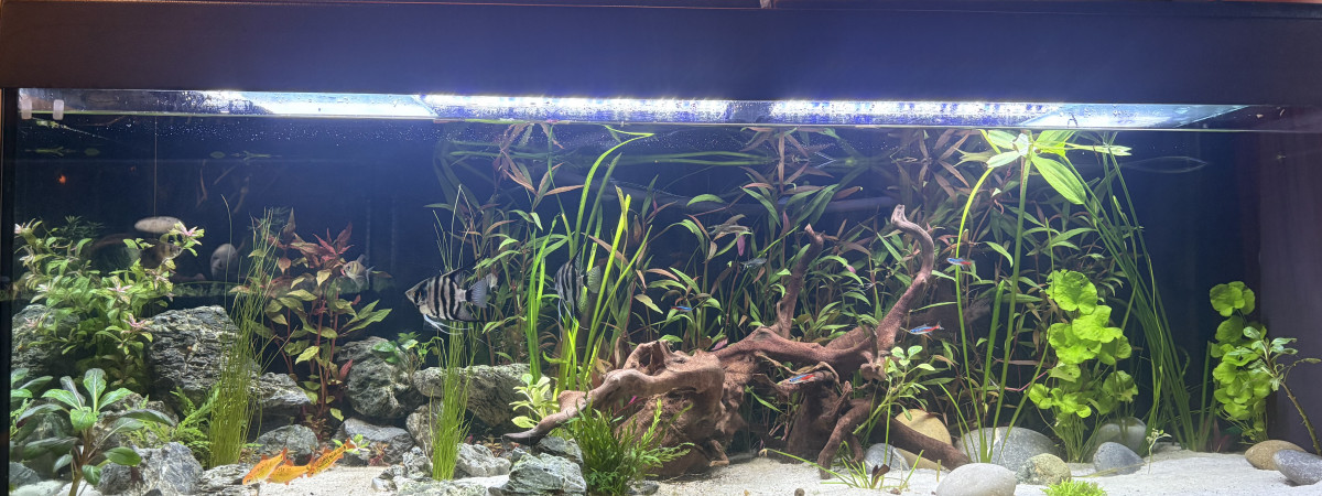 aquarium Aquarium