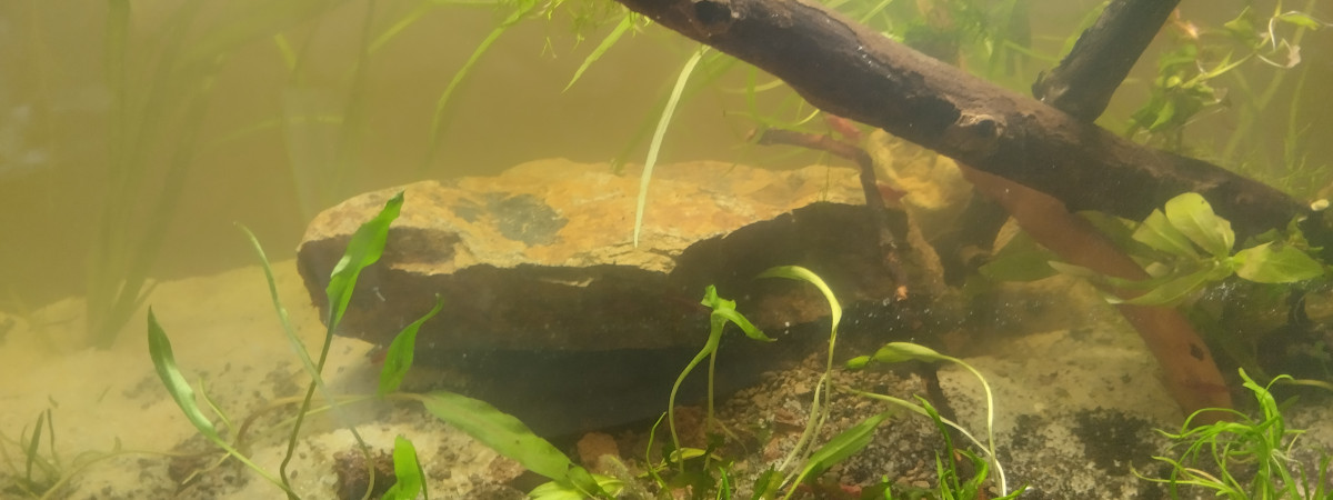 aquarium Lowtec essai