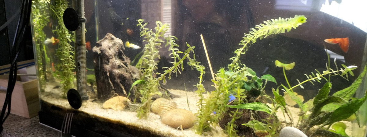 aquarium La-racine-sous-l-eau