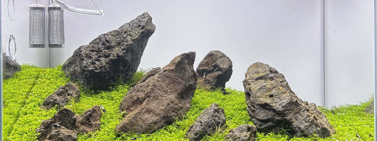 aquarium Iwagumouais