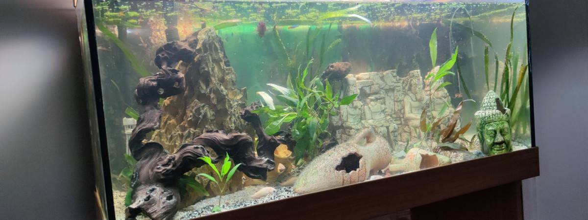 aquarium xerrinico