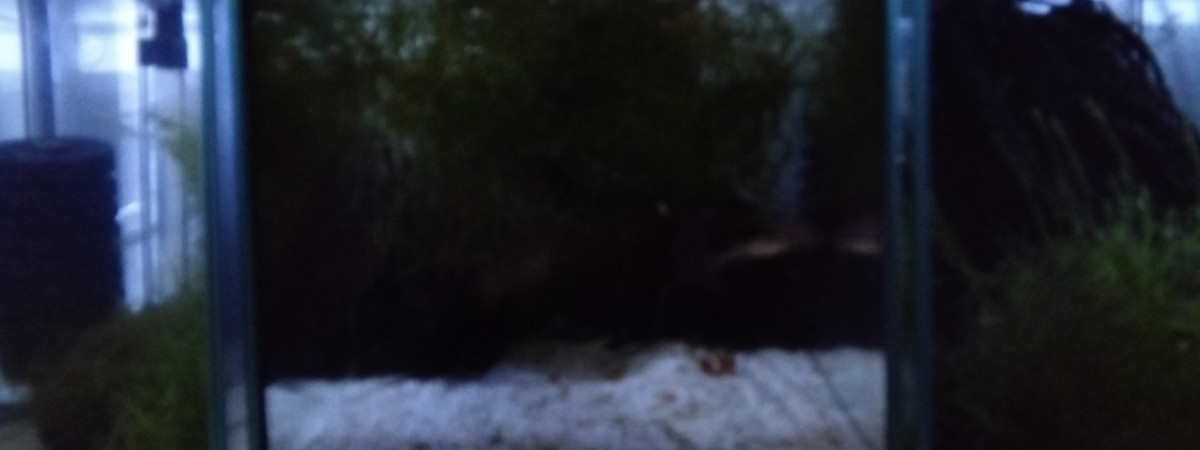 aquarium 342  Quarantaine Fundulopanchax gardneri Nsukka 93-20