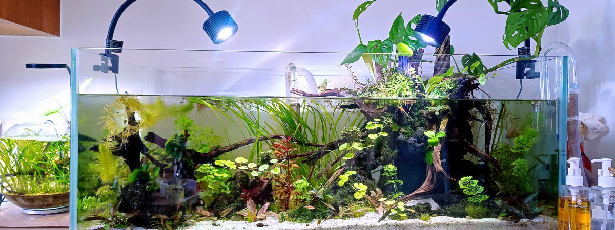 aquarium 160l