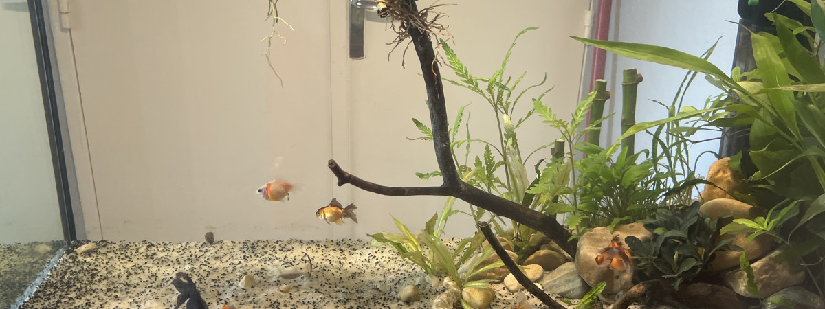 aquarium 100l poissons japonais