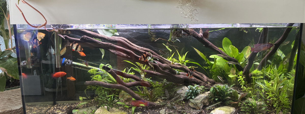 aquarium Bac communautaire 200l