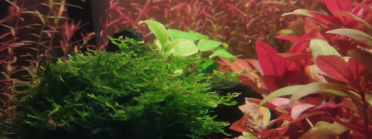 aquarium Le cube