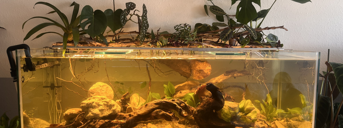aquarium Bac 540l Amazonie biotopes Orénoque