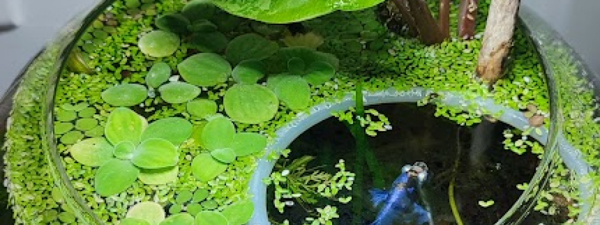 aquarium La boule