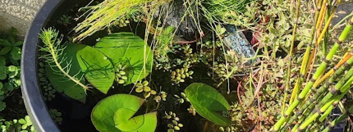aquarium Poubellariums