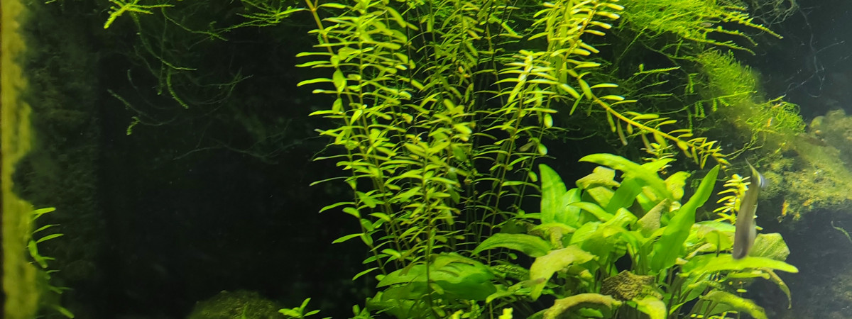 aquarium Lido 120
