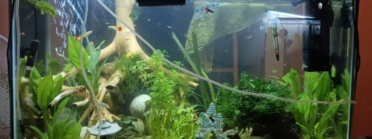 aquarium Aquarium 150l