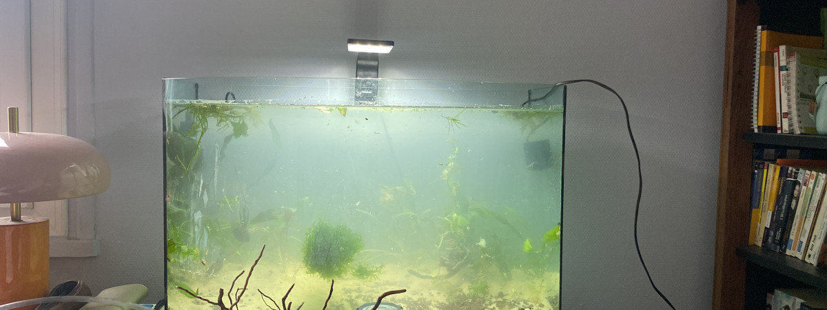 aquarium Projet 110 litres