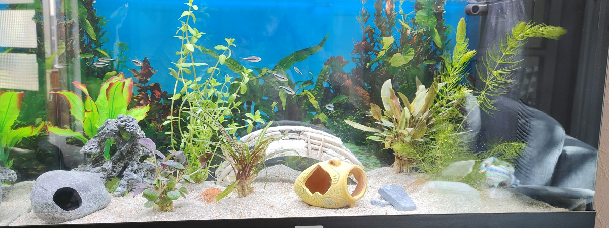 aquarium Didier_89100