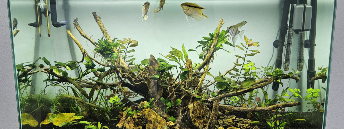 aquarium 200L Amazonien