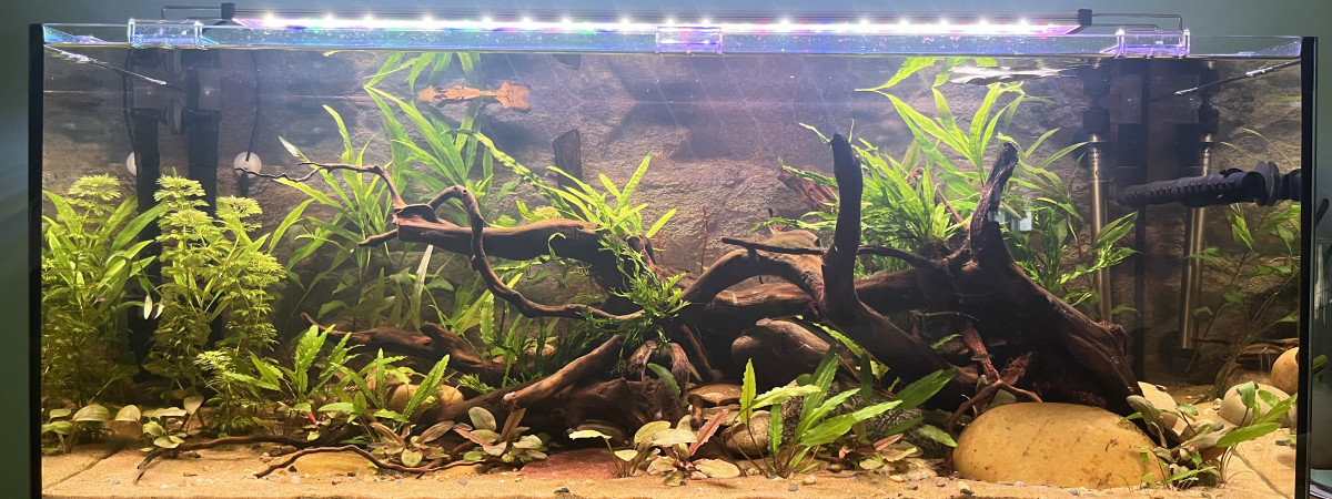 aquarium Biotope Asiatique 160L