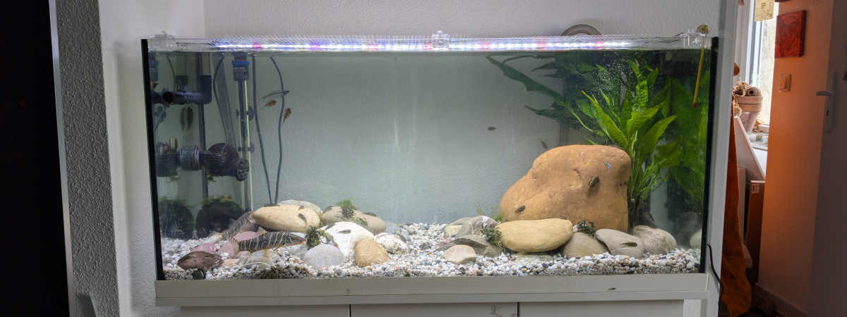 aquarium Biotope asiatique rivière à fort courant