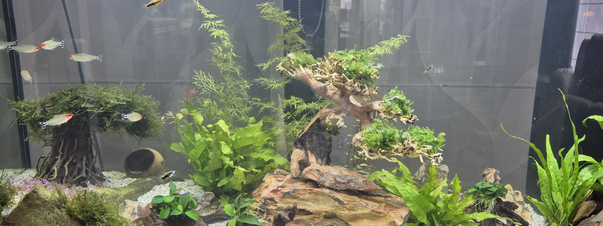 aquarium aquarium salon