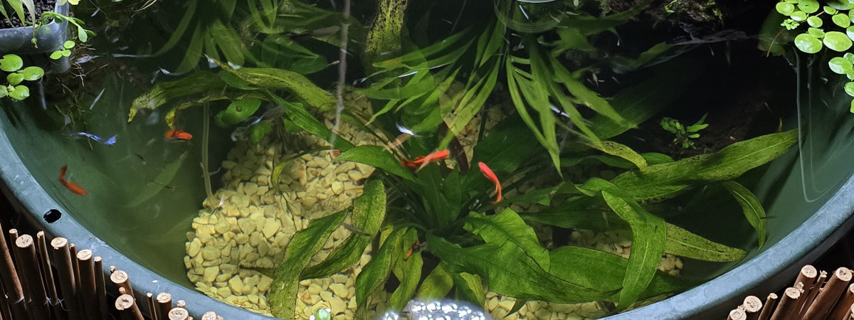 aquarium Bassin 240L