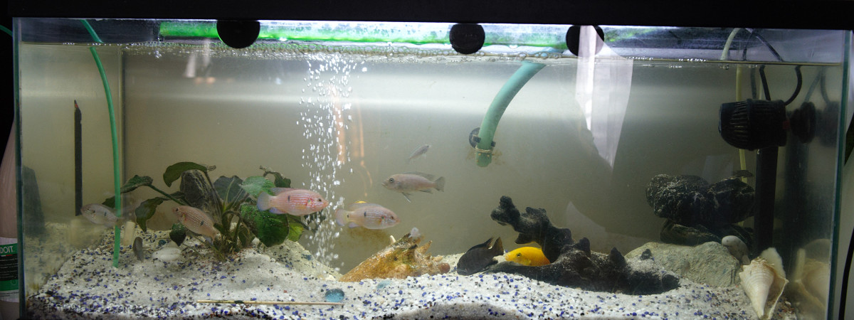 aquarium Le pensionnat