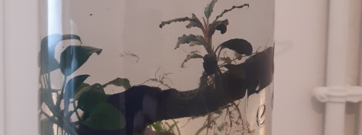 aquarium Bocal wabikuza
