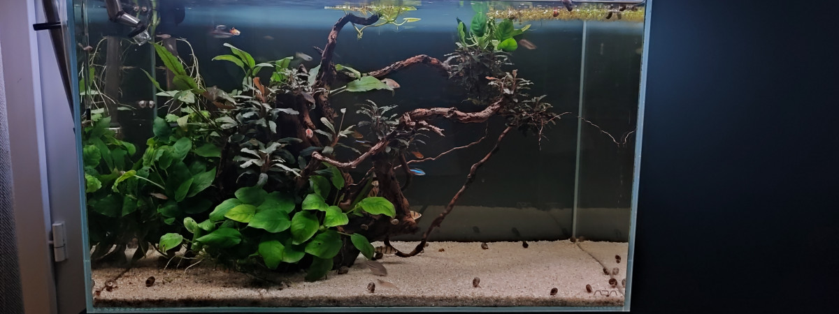 aquarium Racines