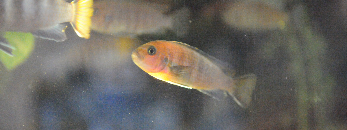 aquarium Levé du jour vendredi matin