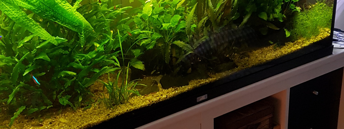 aquarium Mon Bac
