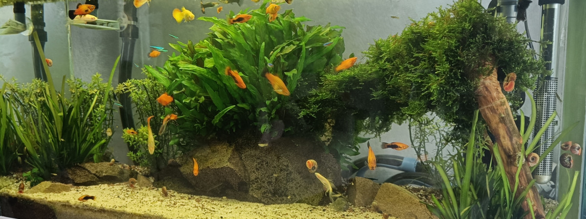 aquarium Principal