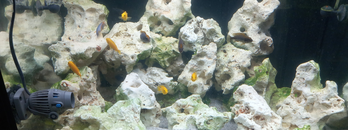 aquarium biotope lac malawi    200 litres