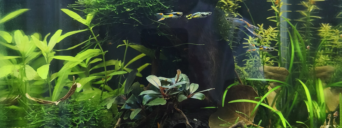 aquarium Nano 30l