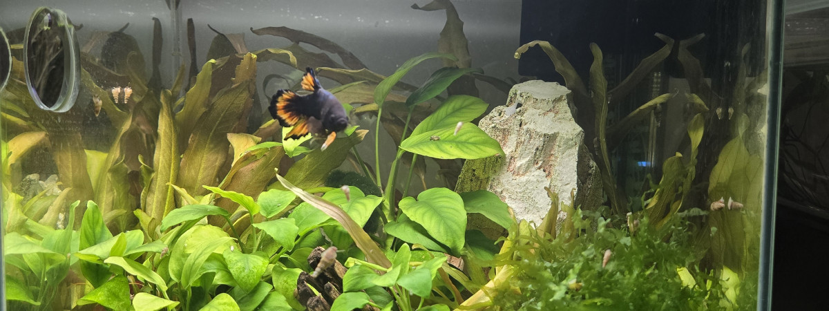 aquarium Betta