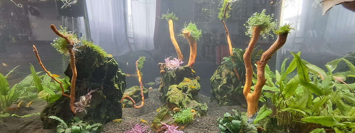 aquarium Aquarium maison