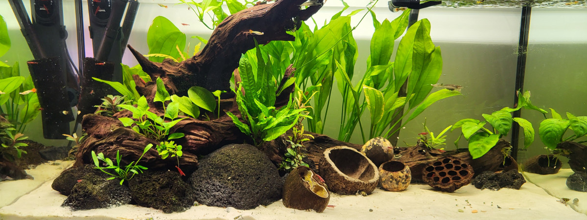 aquarium Amazonien