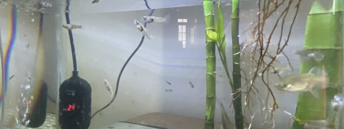 aquarium Guppy females Bebe et Marimo