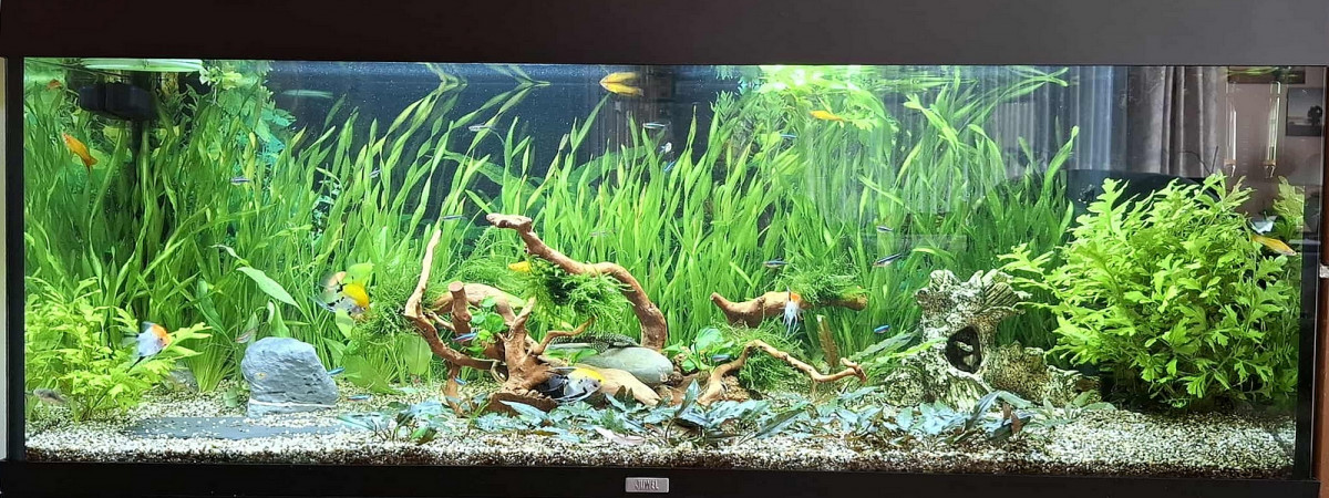 aquarium Juwel 240