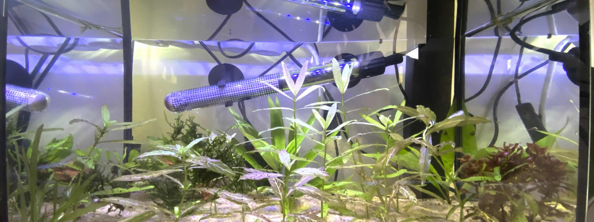 aquarium aqua