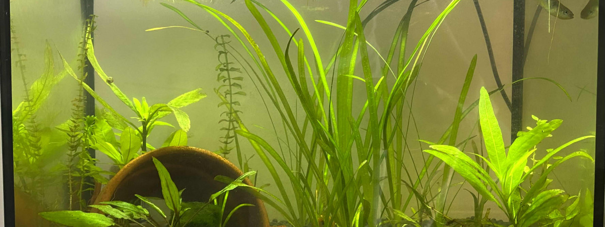 aquarium nano aqua