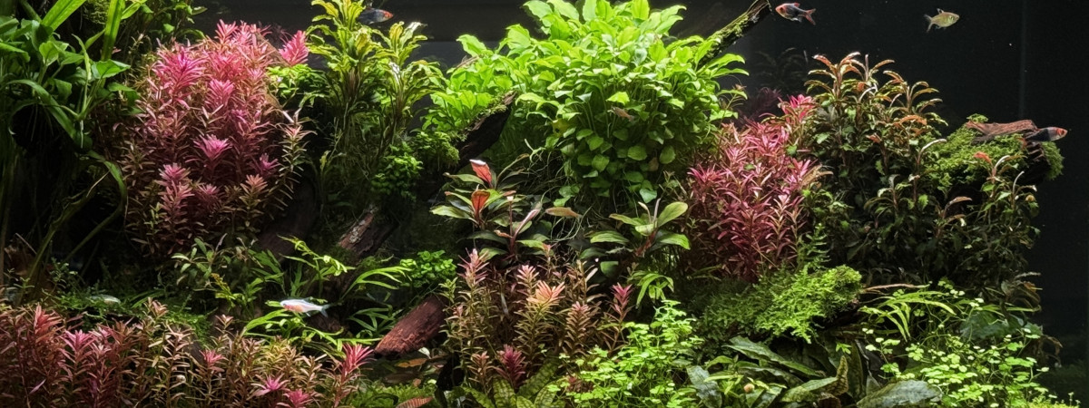 aquarium Bourlot