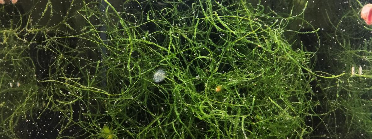 aquarium 444 Minimum  03 jeune femelle Aphyosemion australe  Cap Lopez