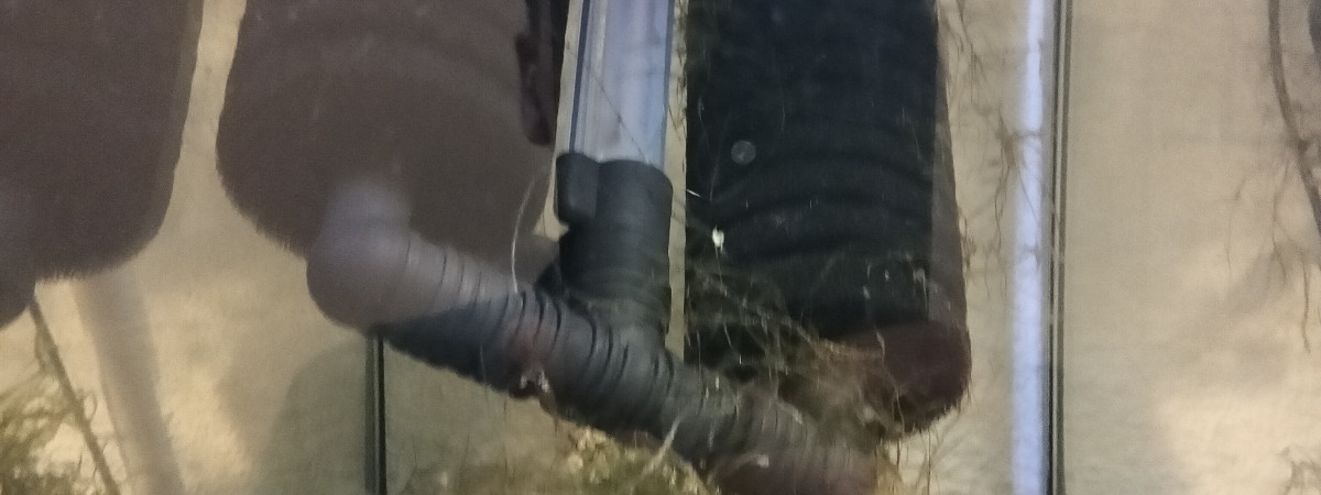 aquarium 443 01 Femelle Aphyosemion australe  Cap Lopez