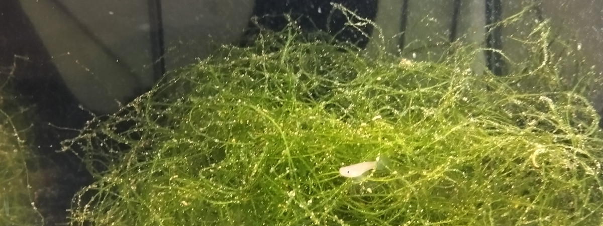 aquarium 423 Libre Aphyosemion australe Cap Lopez