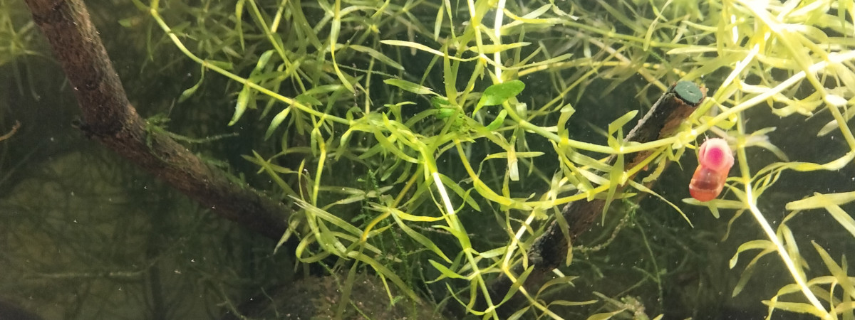 aquarium 424 01 Femelles Aphyosemion australe Cap Lopez