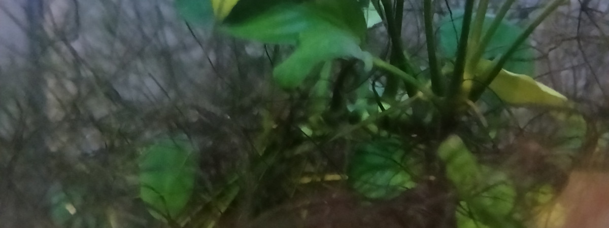 aquarium 413 Réserver pour Fundulopanchax marmoratus Mundemba GS 88-01