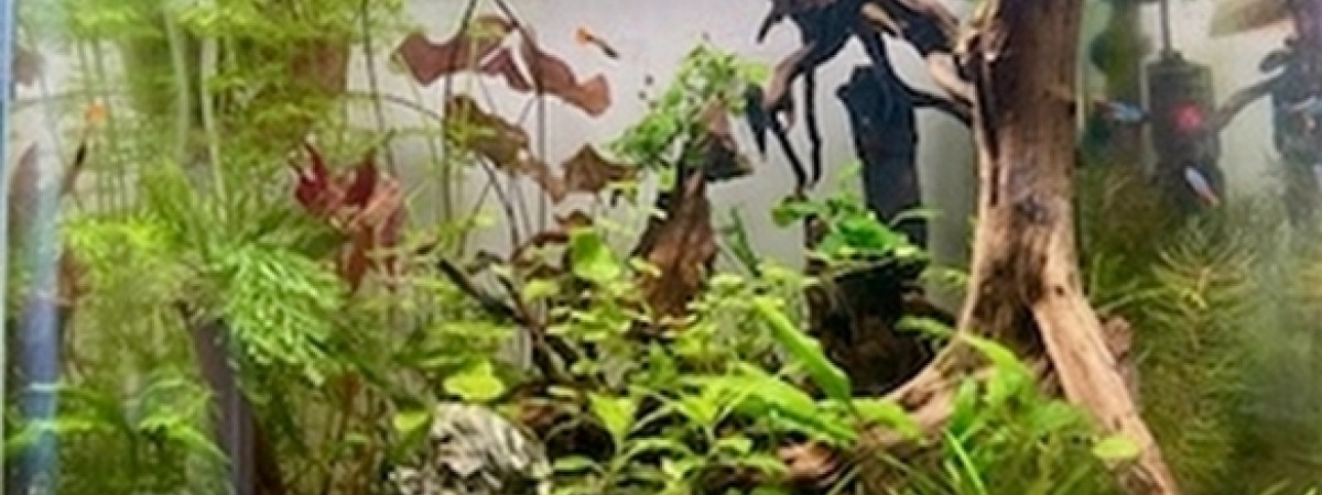 aquarium Sans  retour