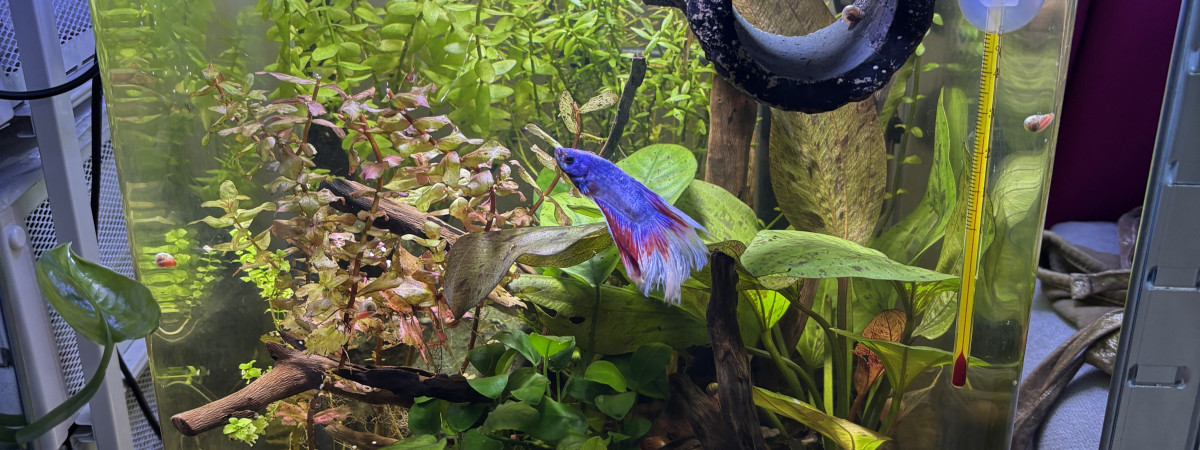 aquarium Nano cube Dennerle 30 Snow betta superdelta tail