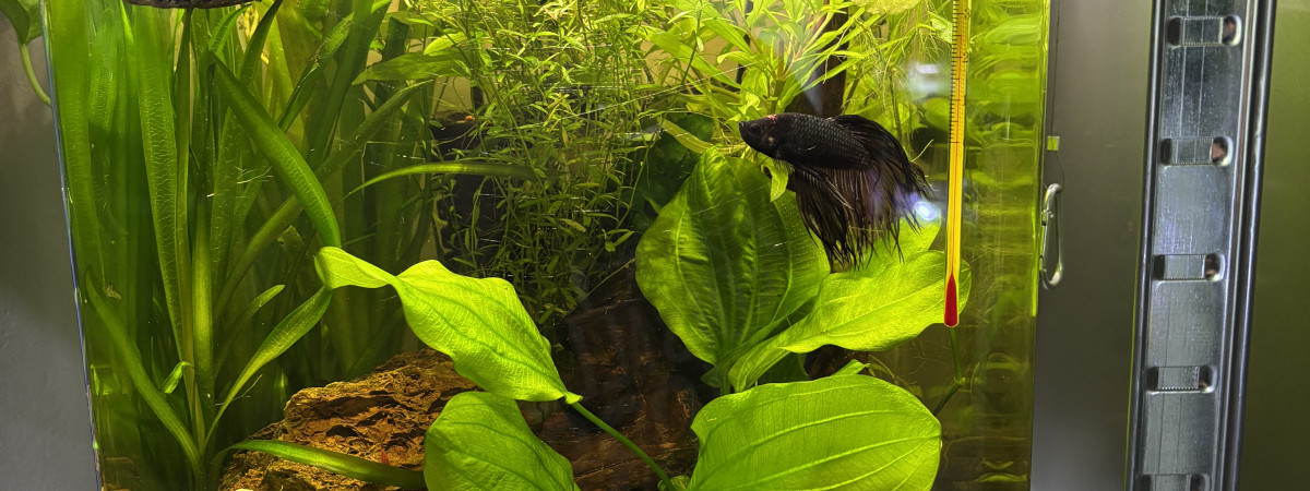 aquarium Nano cube Dennerle 30 Bernard betta crowntail black orchid