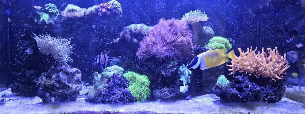 aquarium Leocat